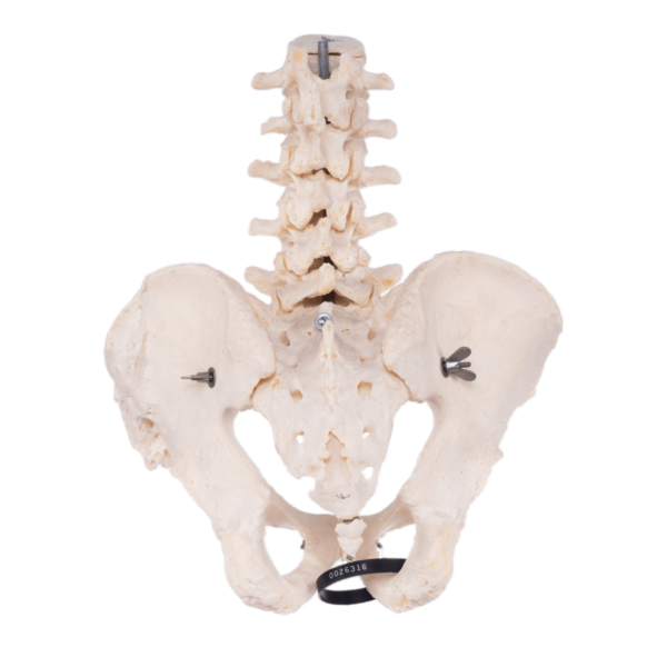 Lower Spine and Pelvis - Articulated - Image 2