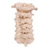 Neck Bones - Articulated - Image 2