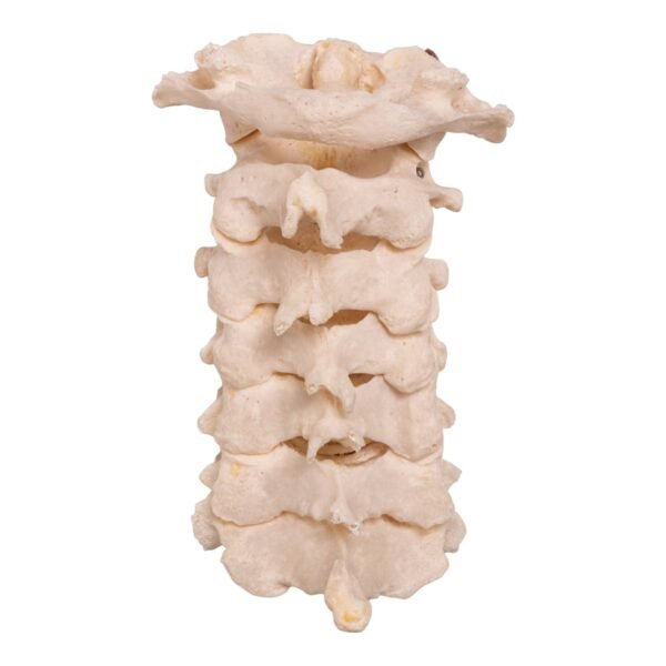 Neck Bones - Articulated - Image 2