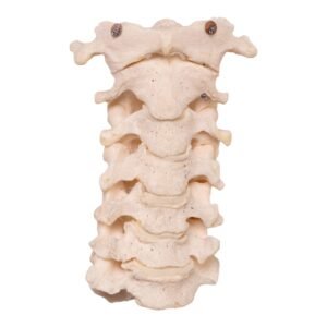 Neck Bones - Articulated