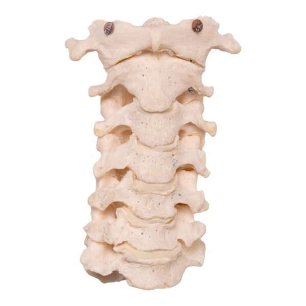 Neck Bones - Articulated