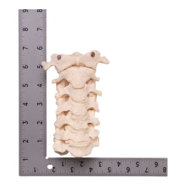 Neck Bones - Articulated - Image 3