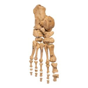 Right Foot - Disarticulated