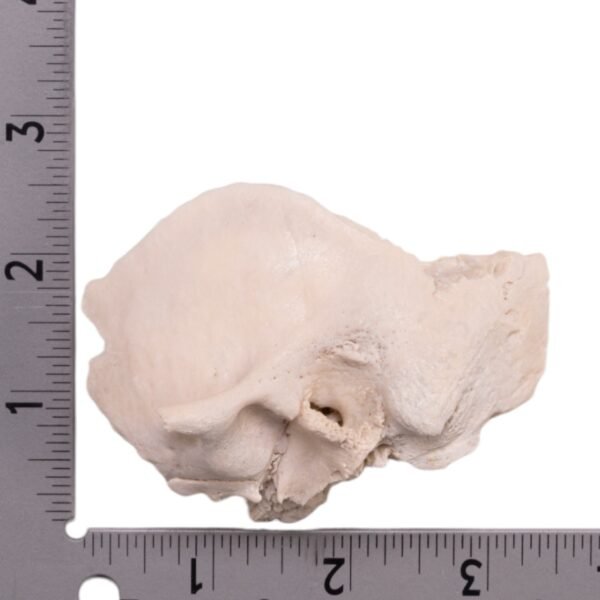 Left Temporal Bone - Image 3