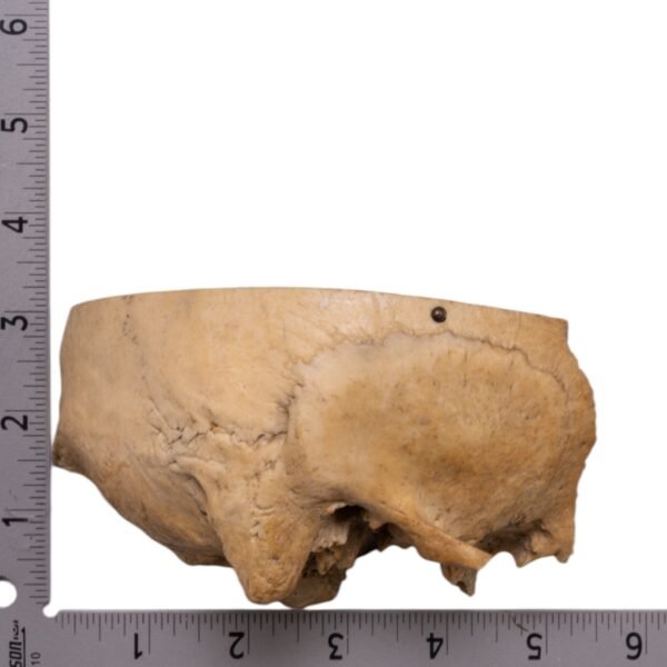 Skull - Partial - Image 3