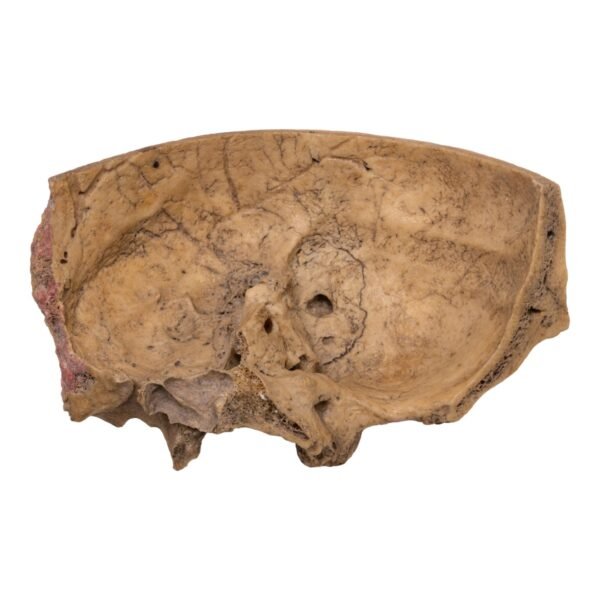 Skull - Partial - Image 2