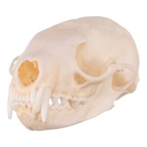 Real Marten Skull - Pathology
14673