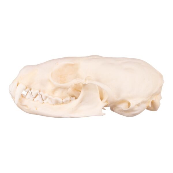 Real Marten Skull - Pathology
14673 - Image 3