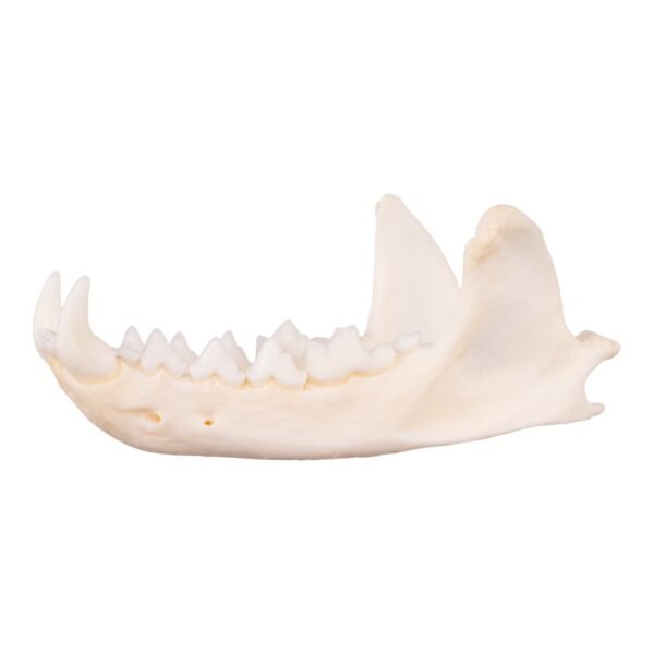 Real Marten Skull - Pathology
14673 - Image 4