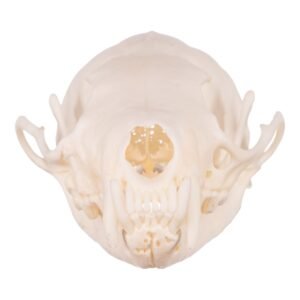 Real Marten Skull - Pathology

14672