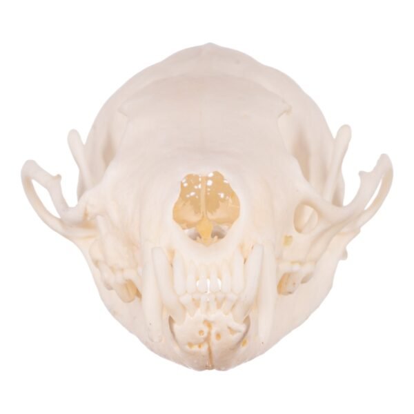 Real Marten Skull - Pathology

14672