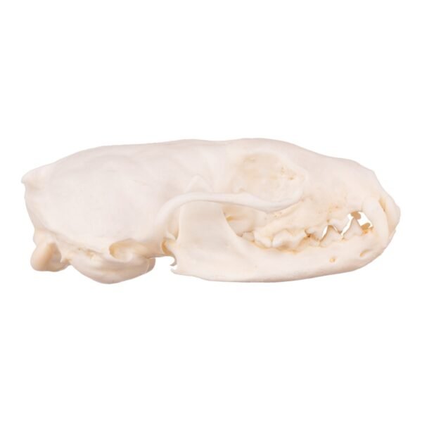 Real Marten Skull - Pathology

14672 - Image 2