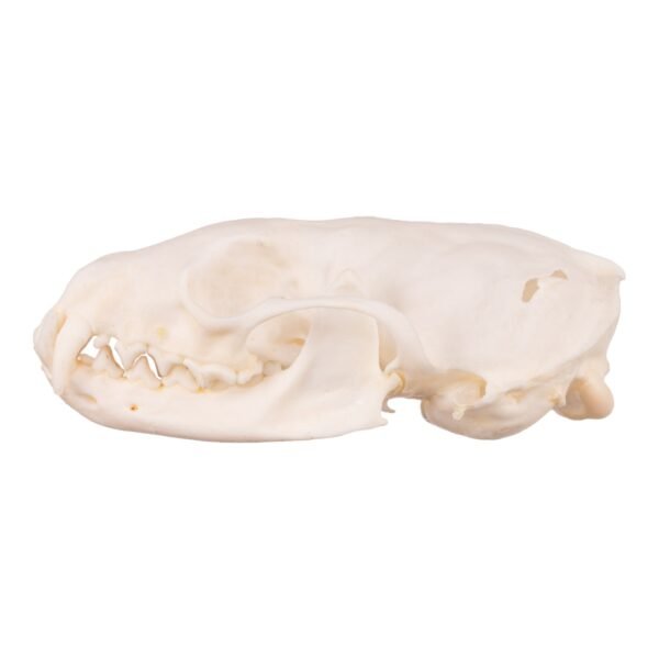 Real Marten Skull - Pathology

14672 - Image 3