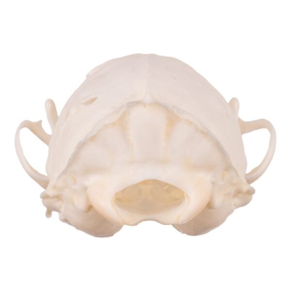 Real Marten Skull - Pathology

14672 - Image 4