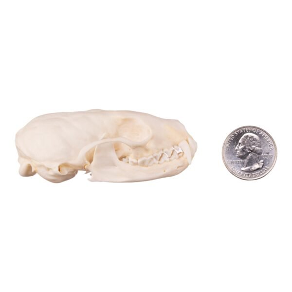 Real Marten Skull - Pathology
14673 - Image 2