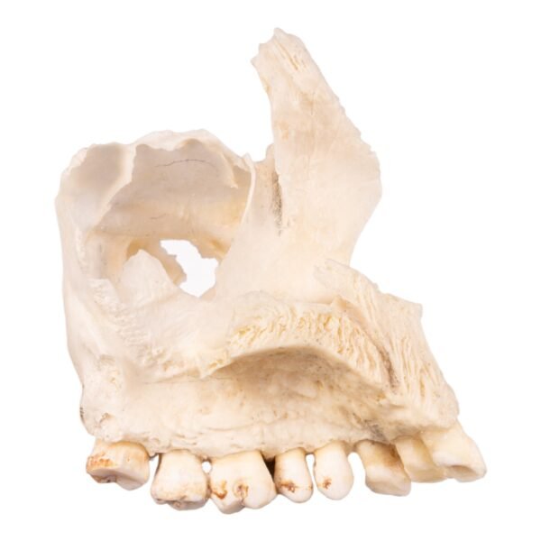 Half Maxilla - Image 2