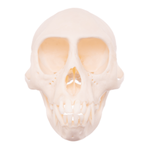 Mona Monkey Skull

26451