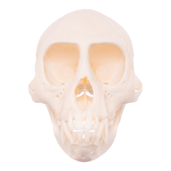 Mona Monkey Skull

26451