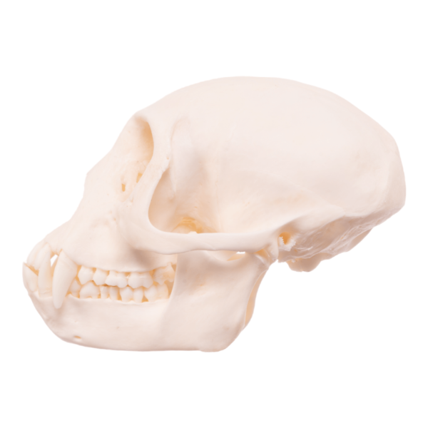 Mona Monkey Skull

26451 - Image 2