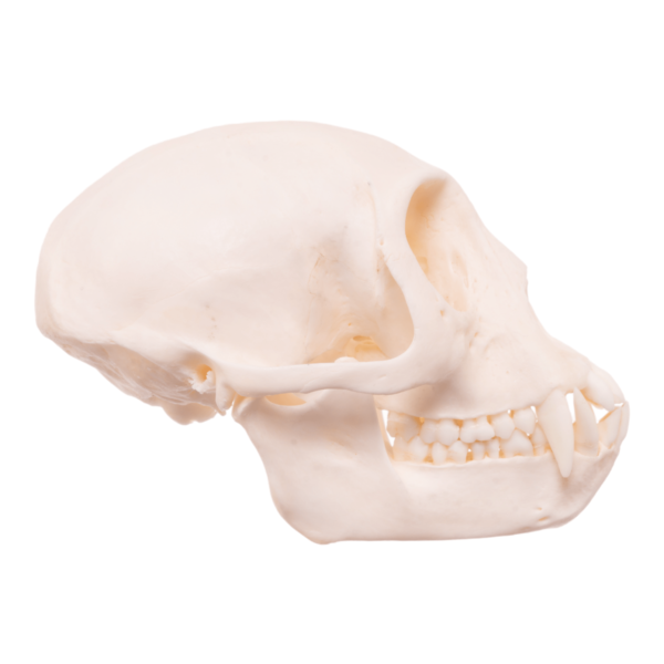 Mona Monkey Skull

26451 - Image 3