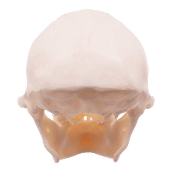 Mona Monkey Skull

26451 - Image 4