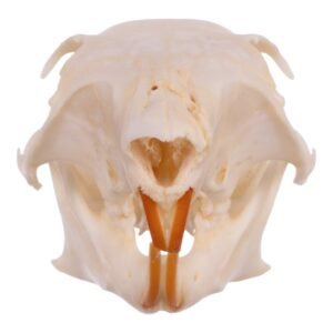 Real Tree Squirrel Skull - Pathology 14722