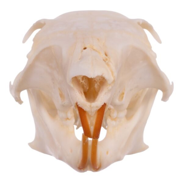Real Tree Squirrel Skull - Pathology 14722