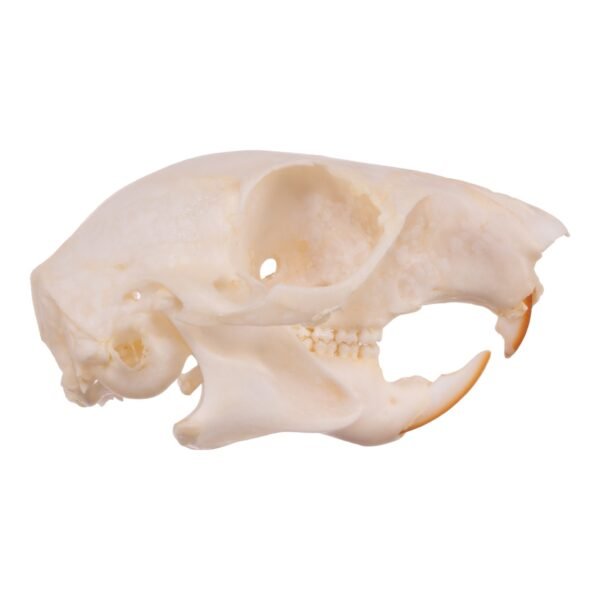 Real Tree Squirrel Skull - Pathology 14722 - Image 2