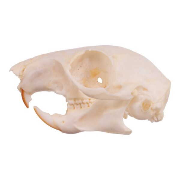 Real Tree Squirrel Skull - Pathology 14722 - Image 3