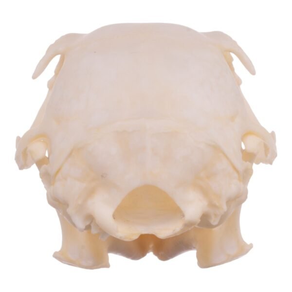 Real Tree Squirrel Skull - Pathology 14722 - Image 4