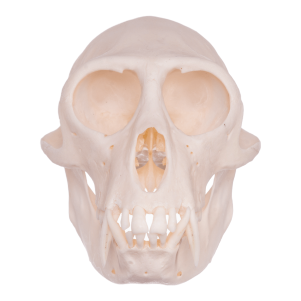 Real Greater Spot-nosed Monkey Skull

6452