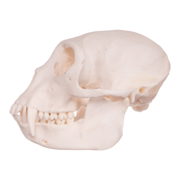 Real Greater Spot-nosed Monkey Skull

6452 - Image 2
