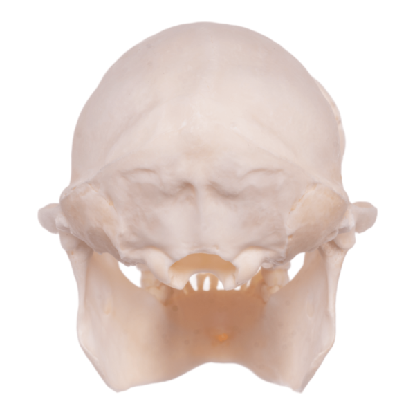 Real Greater Spot-nosed Monkey Skull

6452 - Image 4