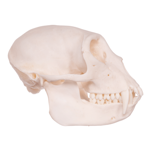 Real Greater Spot-nosed Monkey Skull

6452 - Image 3