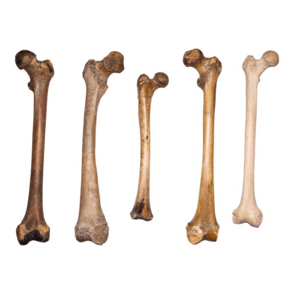Femur - Antique

12593-A