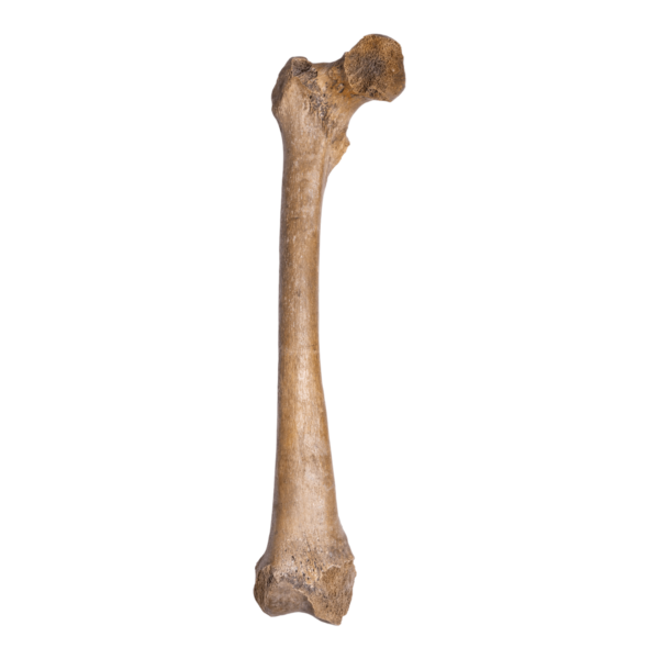 Femur - Antique

12593-A - Image 3