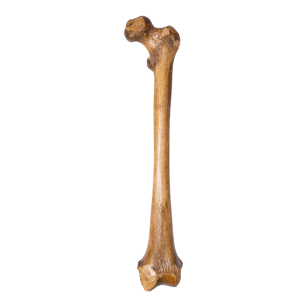 Femur - Antique

12593-A - Image 5