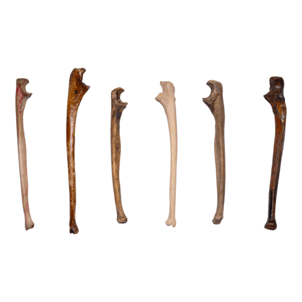 Ulna - Antique

12597-A