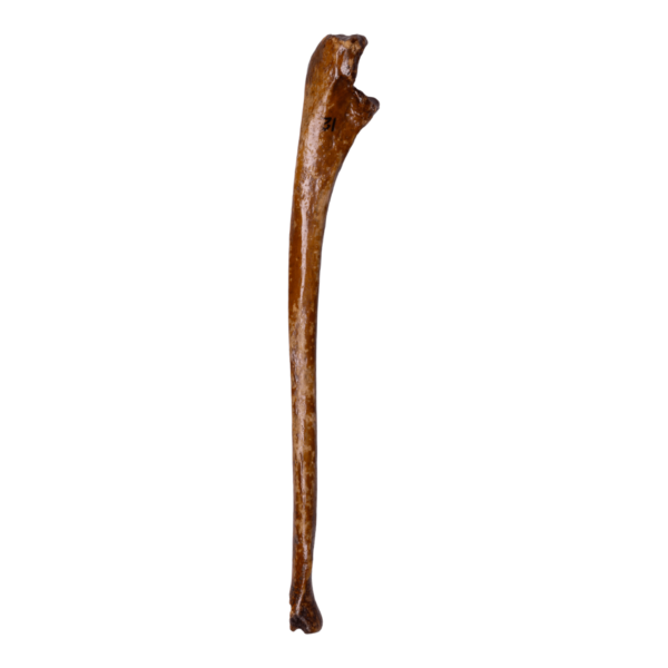 Ulna - Antique

12597-A - Image 3