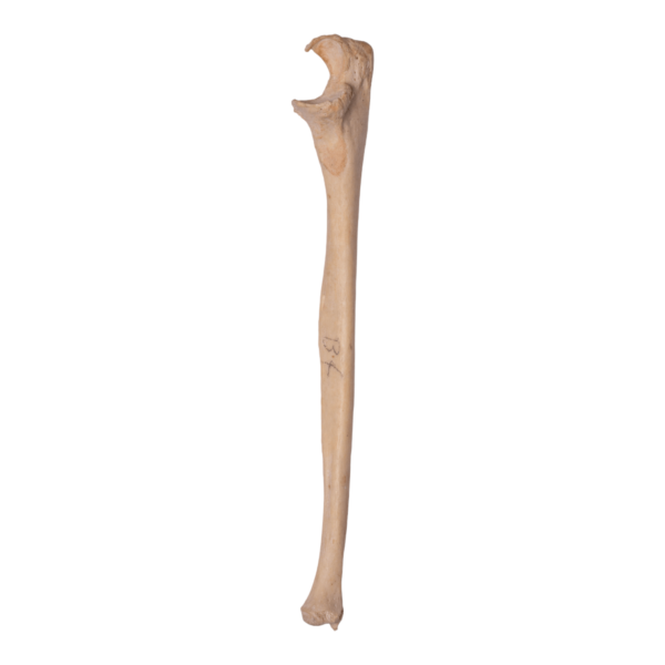 Ulna - Antique

12597-A - Image 4