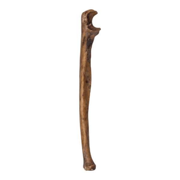 Ulna - Antique

12597-A - Image 5