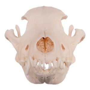 Real Domestic Dog Skull - Pathology 13932