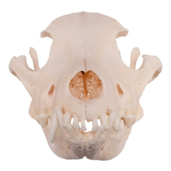 Real Domestic Dog Skull - Pathology 13932