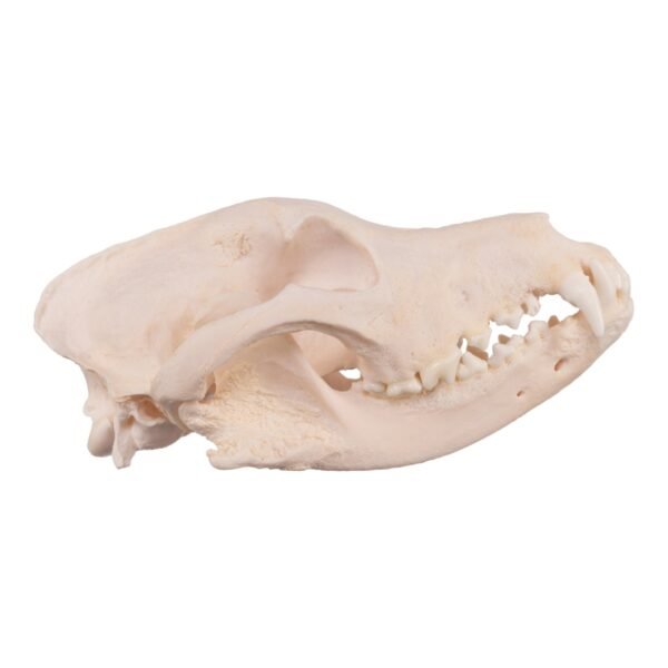 Real Domestic Dog Skull - Pathology 13932 - Image 3