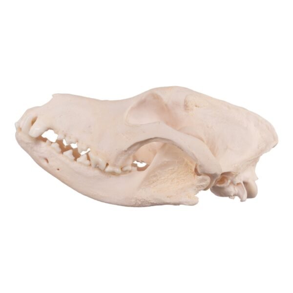 Real Domestic Dog Skull - Pathology 13932 - Image 2