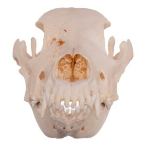 Real Domestic Dog Skull - Pathology
13931