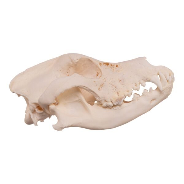 Real Domestic Dog Skull - Pathology
13931 - Image 2
