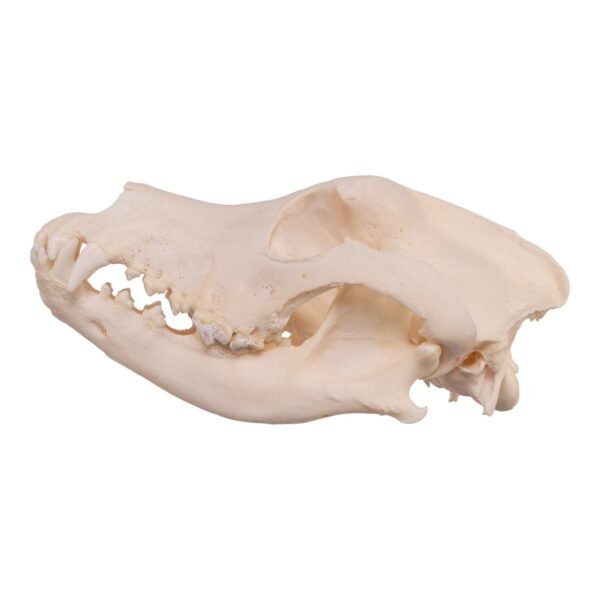 Real Domestic Dog Skull - Pathology
13931 - Image 3