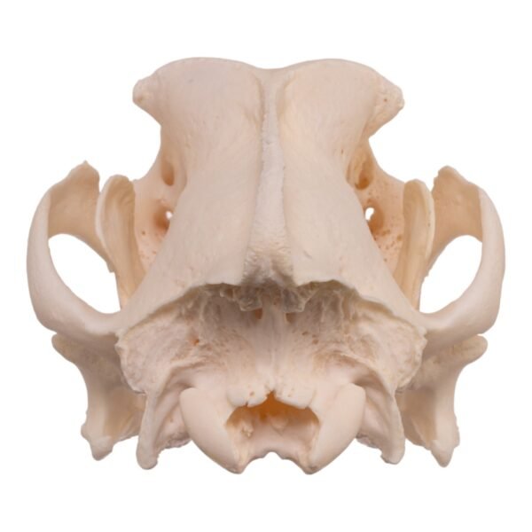 Real Domestic Dog Skull - Pathology
13931 - Image 4