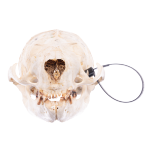 Real California Sea Lion Skull - Female

11873